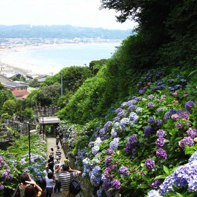 Train to Hydrangea Viewing in Kamakura
