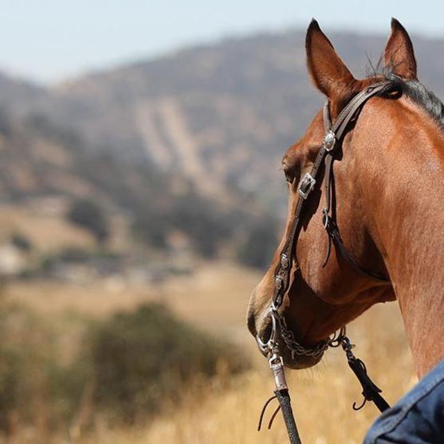 Horseback riding and tequila sampling in Puerto Vallarta