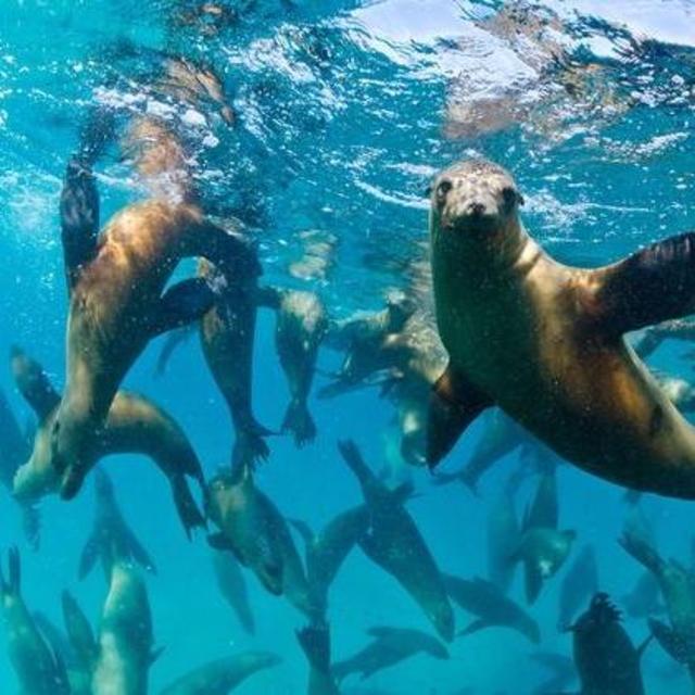 Seal Snorkeling in Hout Bay