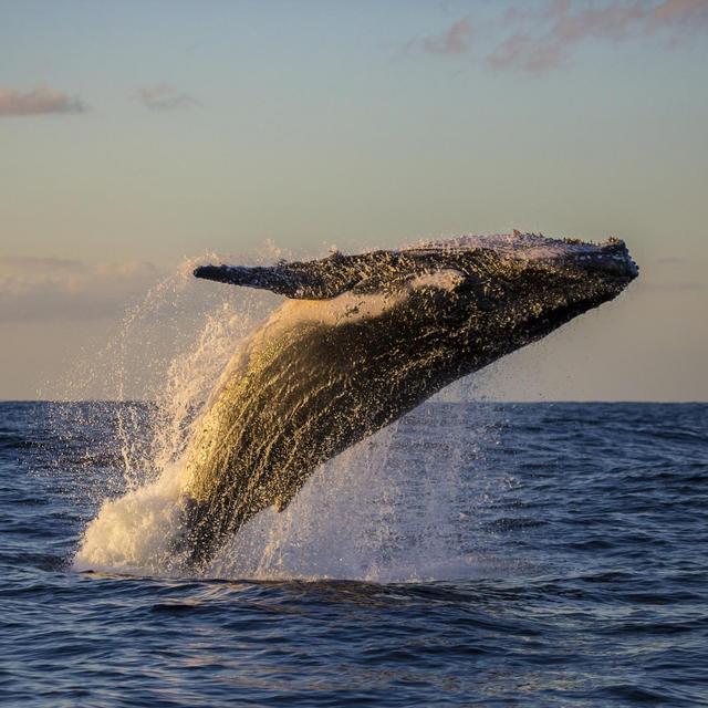 Whale Watching