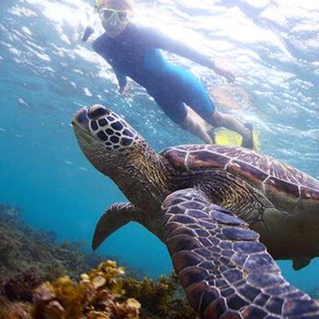 Barrier Reef Snorkeling and Island Getaway in Belize