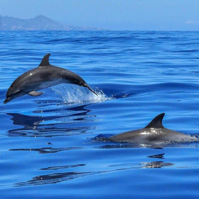 Honeymoon Excursion | Dolphin Excursion