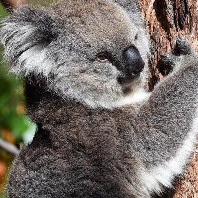 Honeymoon Healesville Animal Santcuary and Dingo Experience Tickets