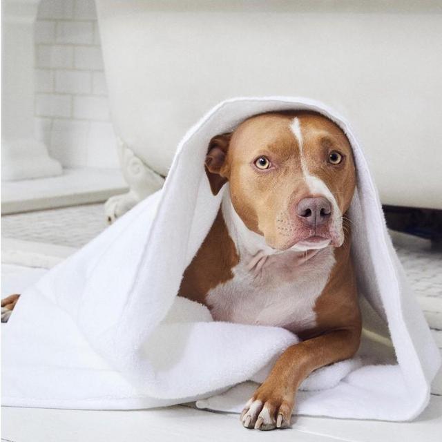 Brooklinen Super-Plush Bath Towels - Set of 2