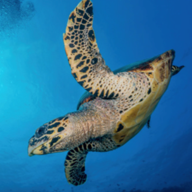 Maldives Turtle Adventure