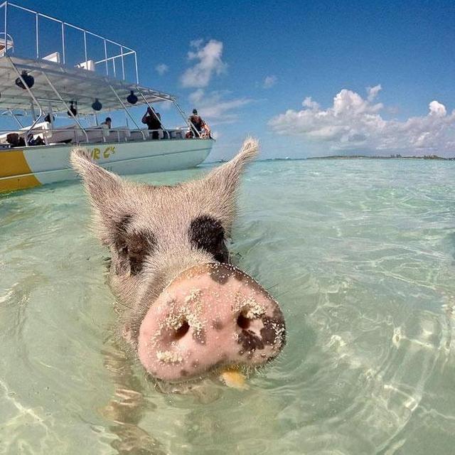 Swimming with the pigs!