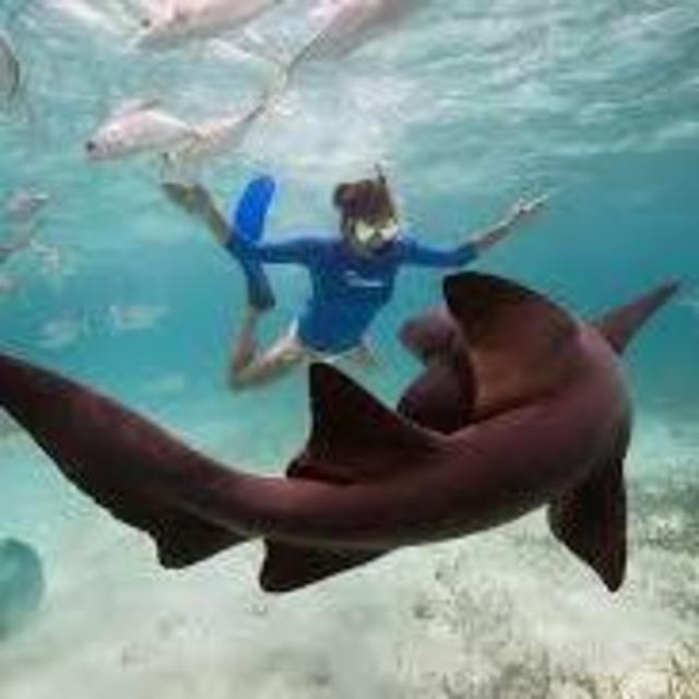 Swimming with sharks!