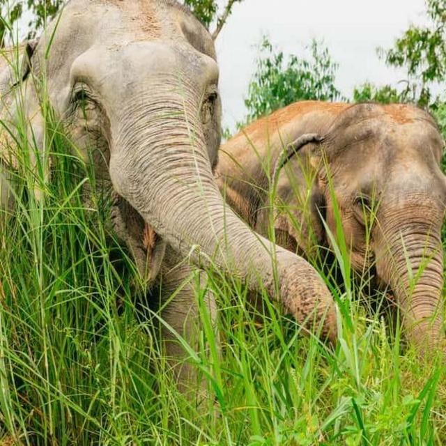 Elephant Sanctuary Tour in Bangkok, Thailand