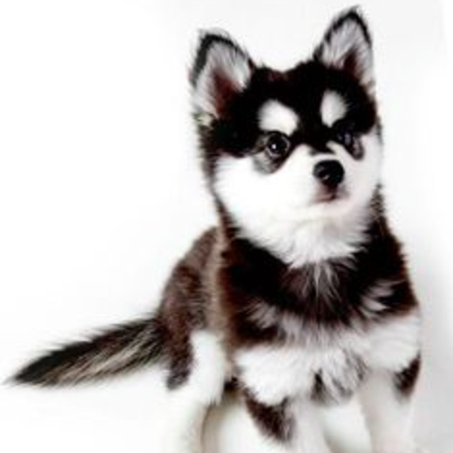 Future Puppy