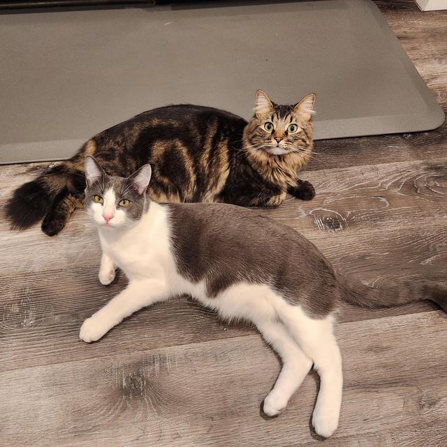 Goose and Hughey