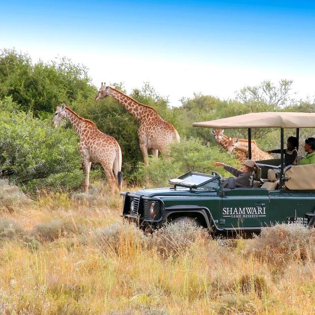 Game Drives in South Africa