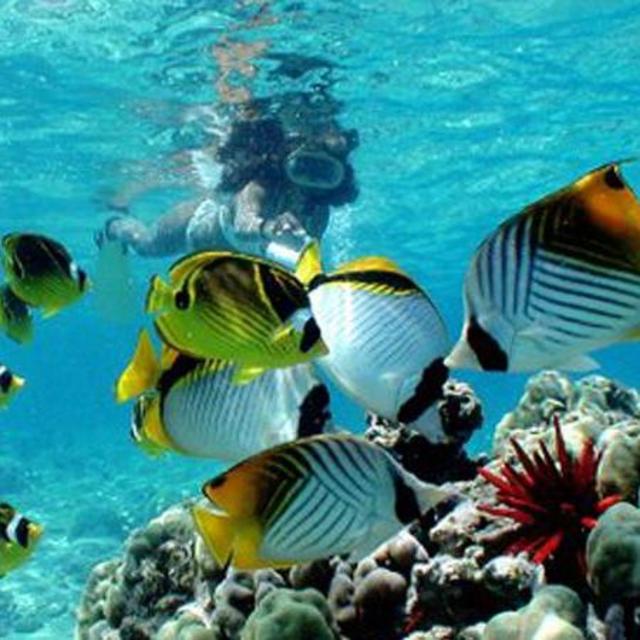 Snorkeling