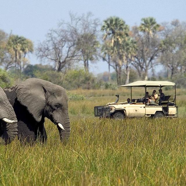 Safari in Botswana