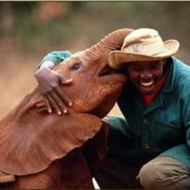 Donate to The Sheldrick Wildlife Trust