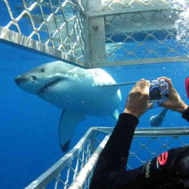 Shark Cage Diving in South Africa