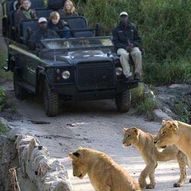 Safari in Sabi Sands, South Africa