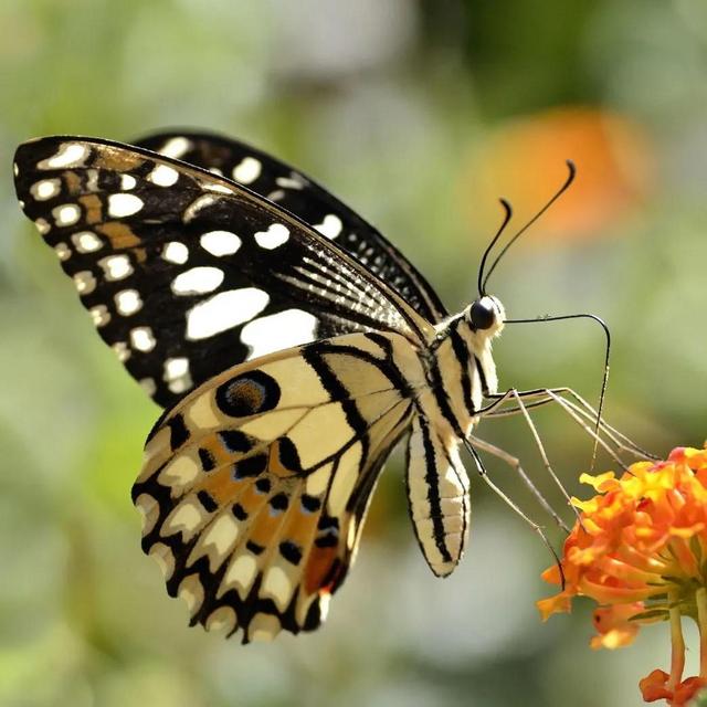 Donate to Xerces Society for Invertebrate Conservation