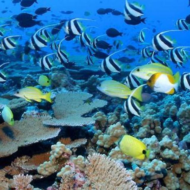 Snorkeling in The Sea of Cortez