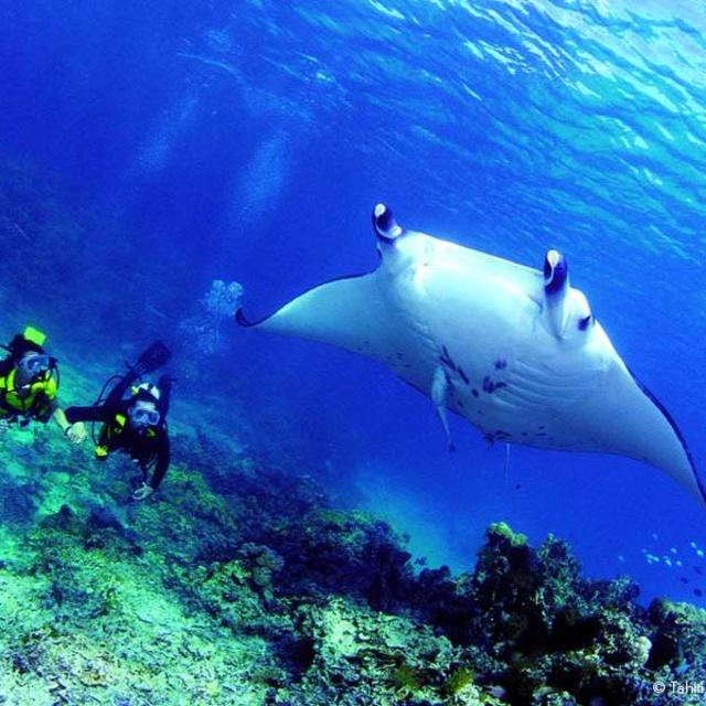 Moorea Lagoonarium and lunch