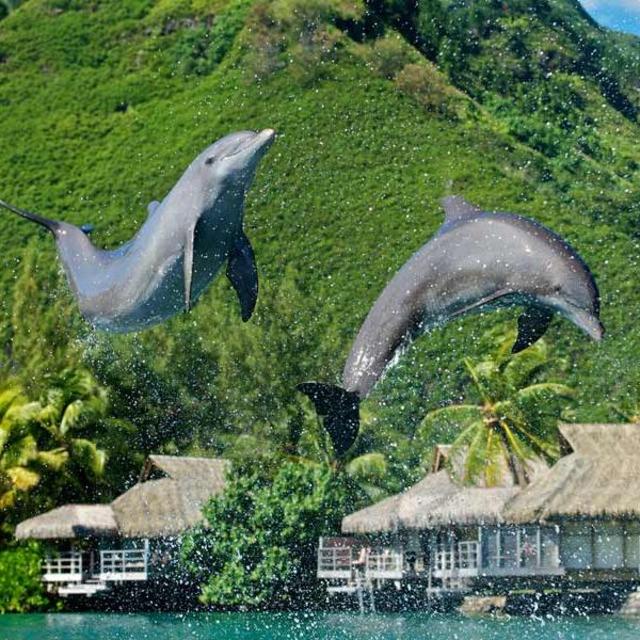 Trip of a lifetime to Moorea dolphinarium