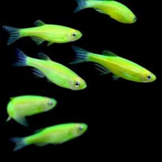 GloFish® danio - Electric Green