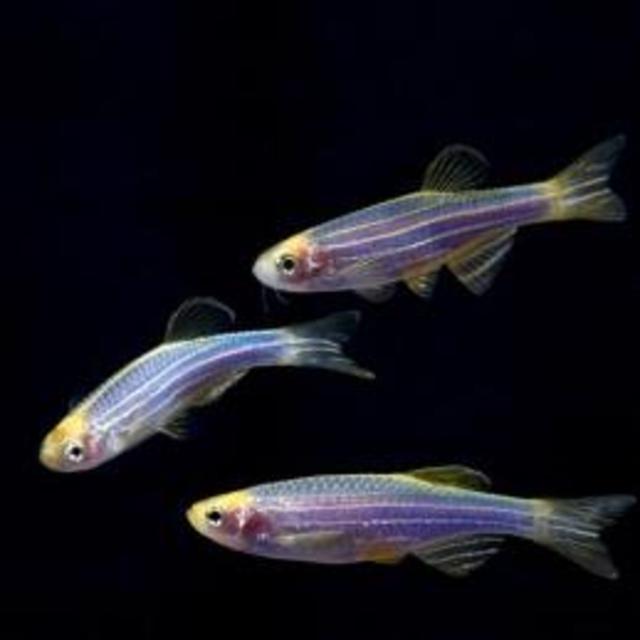 GloFish® danio - Cosmic Blue