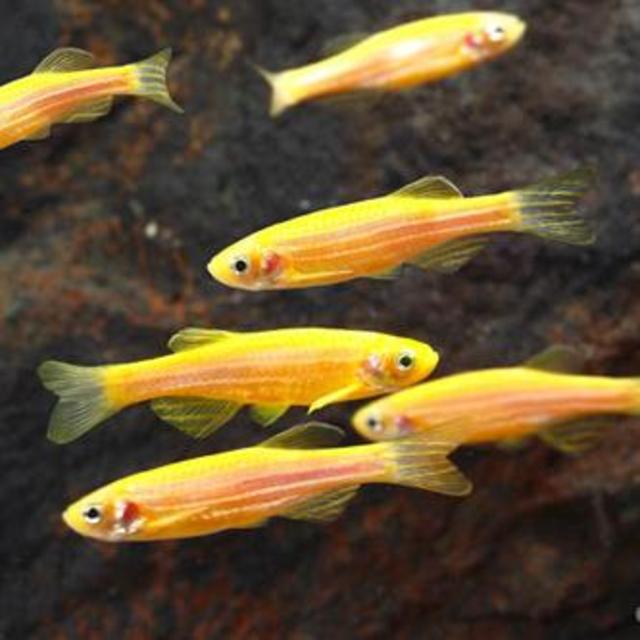 GloFish® danio - Sunburst Orange