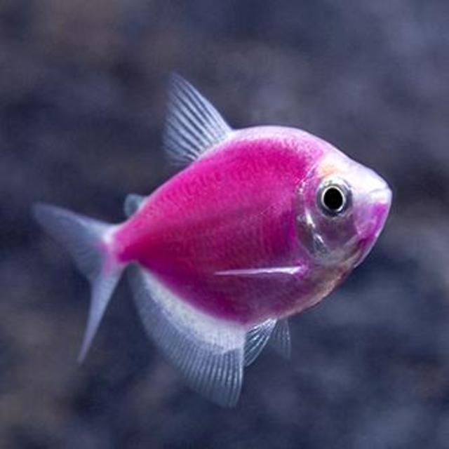 GloFish® - tetra, Galactic Purple