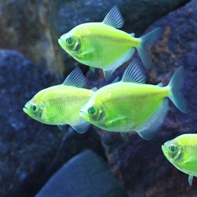 GloFish® - tetra, Electric Green