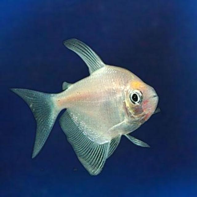 GloFish® Gallery - tetra, White