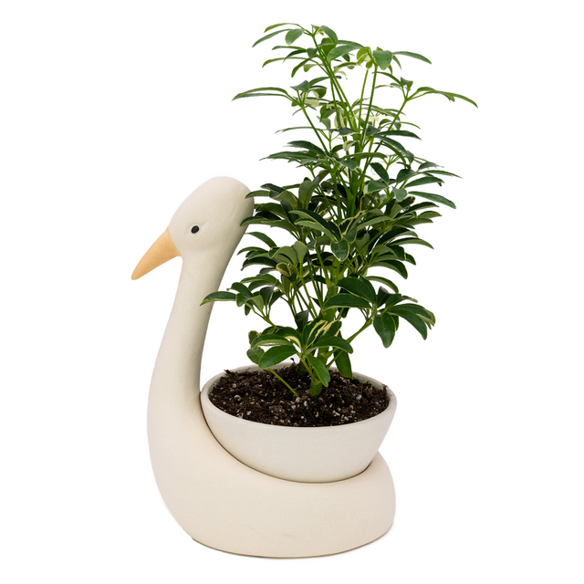 Egret Savannah Garden Pot by Justina Blakeney™