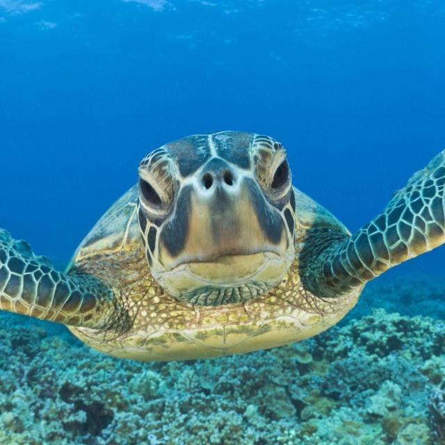 Snorkel with Sea Turtles