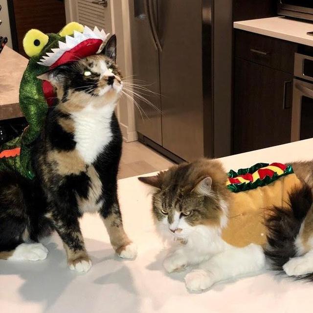 Year's Supply Of Cat Treats