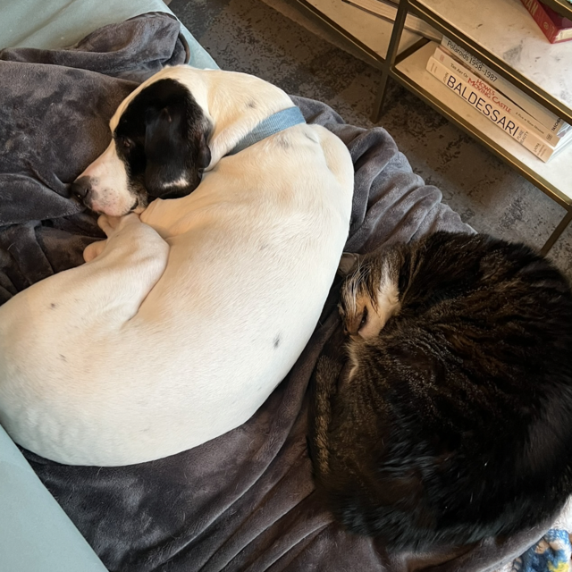 Pet Care For Our Honeymoon