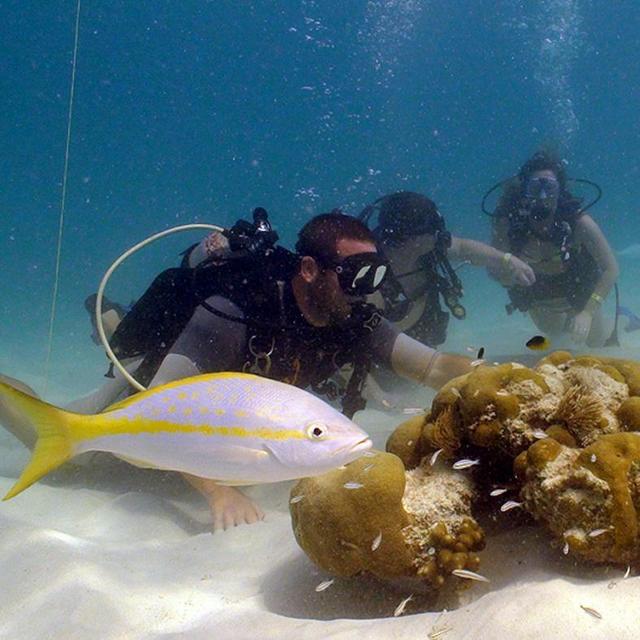 Beach Dive at in St. Thomas