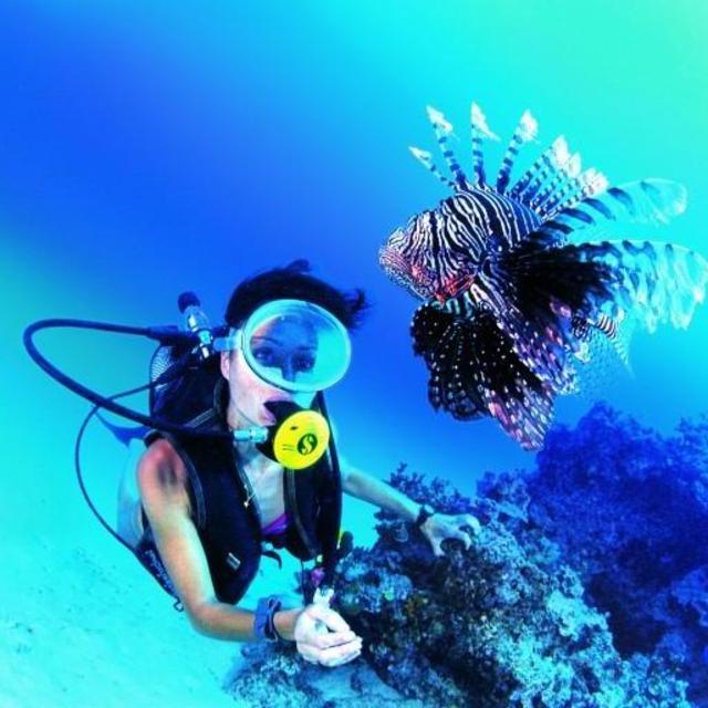Afternoon Scuba Diving in St. Kitts