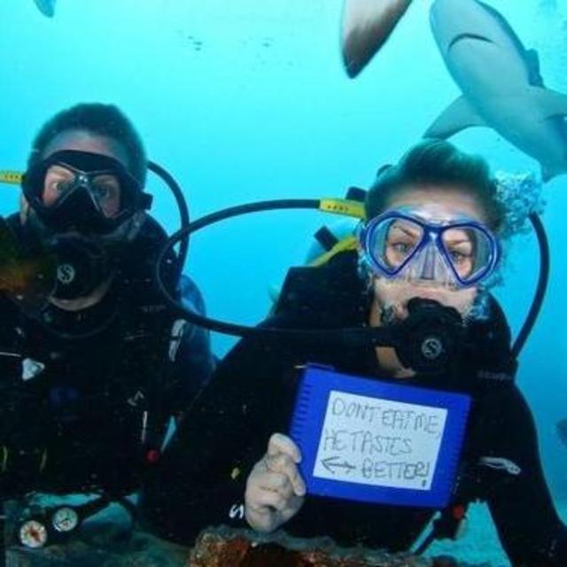 Reef Shark Dive in St. Maarten