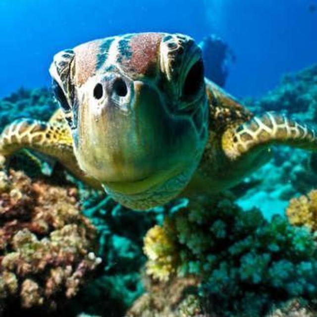 Sailing and Turtles in Barbados