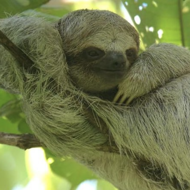 Sloths Observation with Coffee, Chocolate & Sugarcane Experience