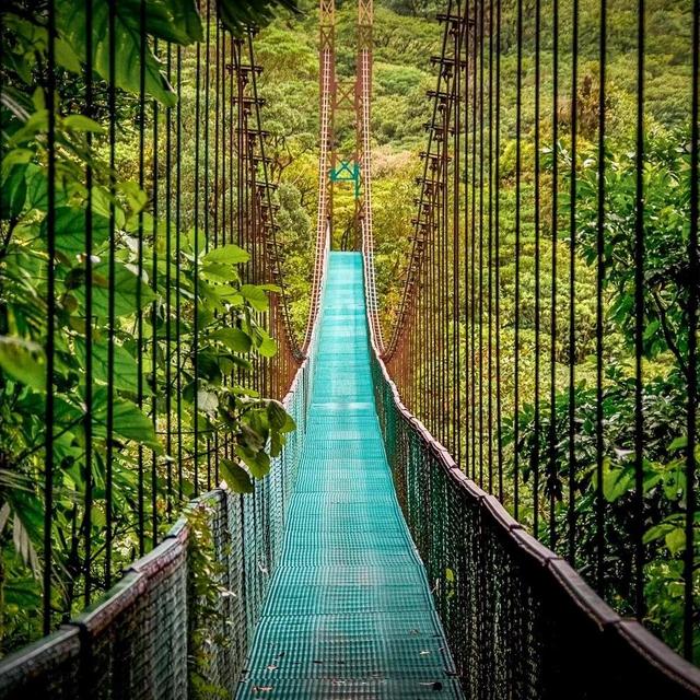 Monteverde Cloud Rainforest Canopy Tour + Zip line