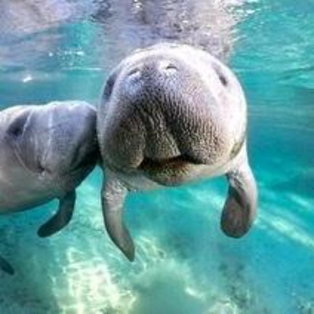 Clear Kayak Manatee Tour For Two