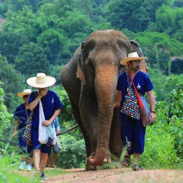 Elephant Encounter Experience - Chiang Mai