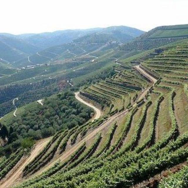 Douro Valley Wine Tour