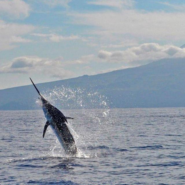 Marlin Honeymoon Fishing Fund for Will (and Allie!!! ;) )