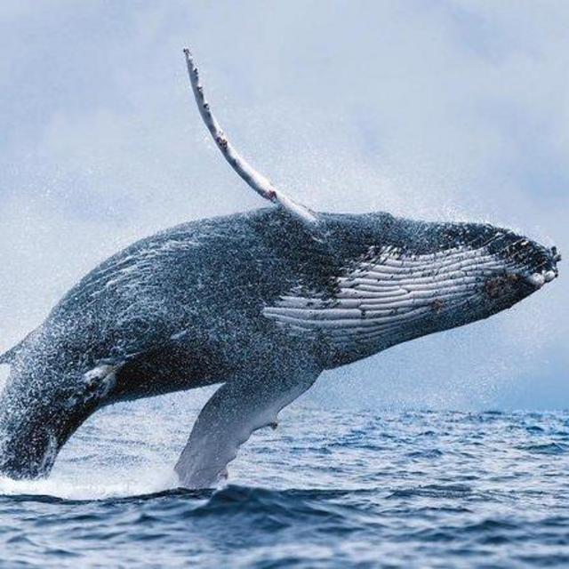 Honeymoon Whale Watching