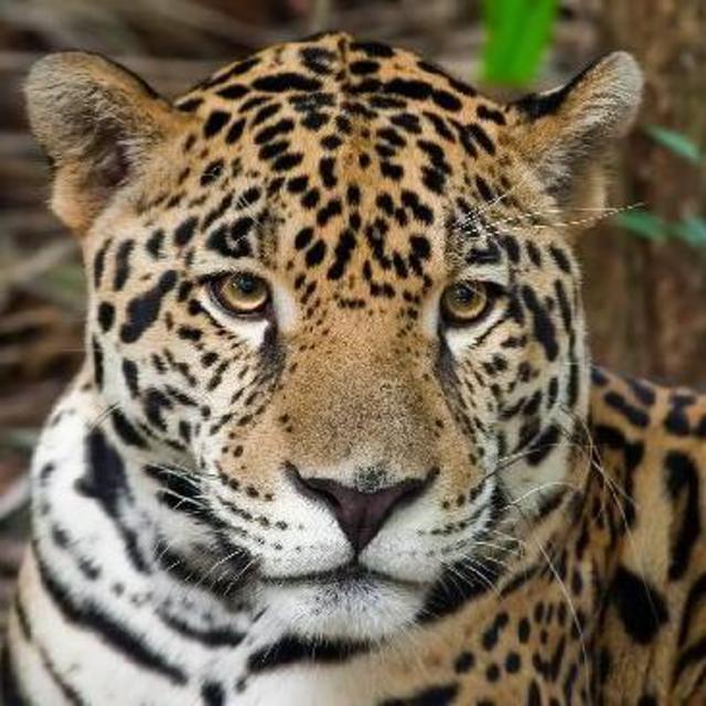 Jaguar Preserve Safari