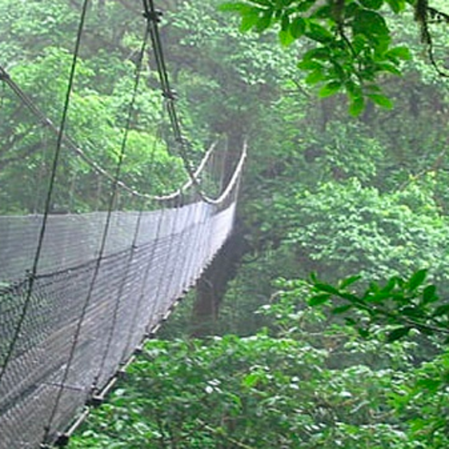 Walk in Cloud Forest