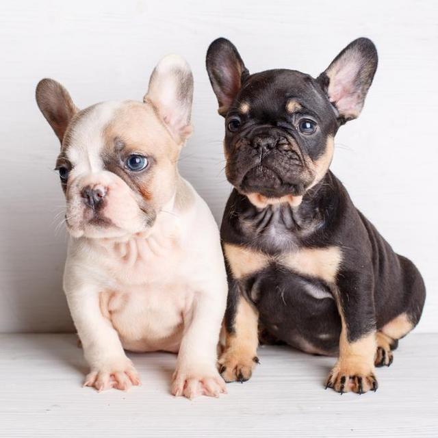 Our New French Bulldog