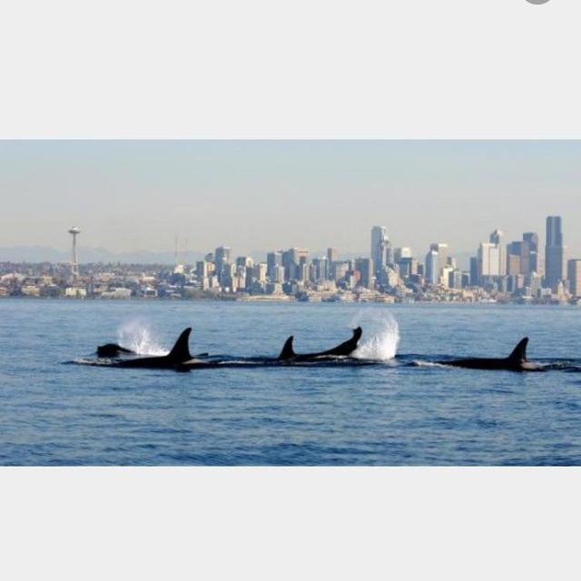 Whale Watching San Juans + Ferry ride