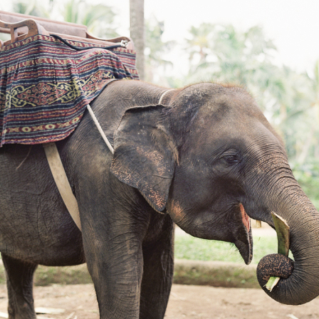 Riding Elephants in Bali